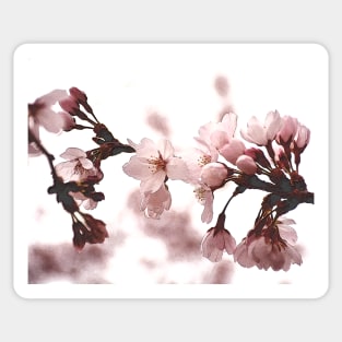 DC Cherry Blossoms Sticker